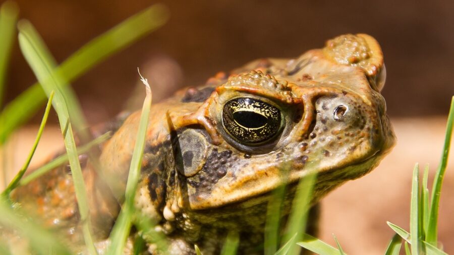 weird science toad