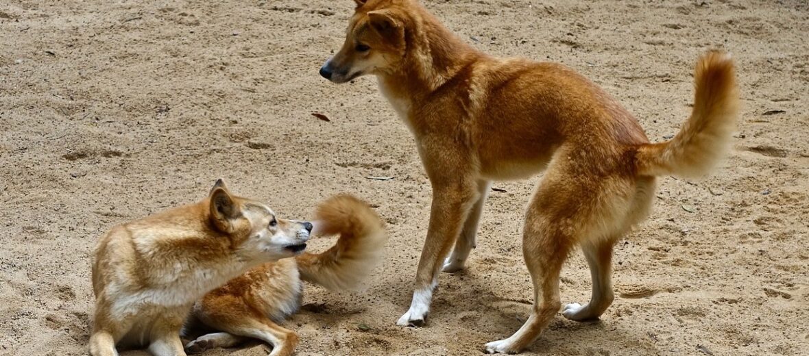 Dingo, Australian wild dog