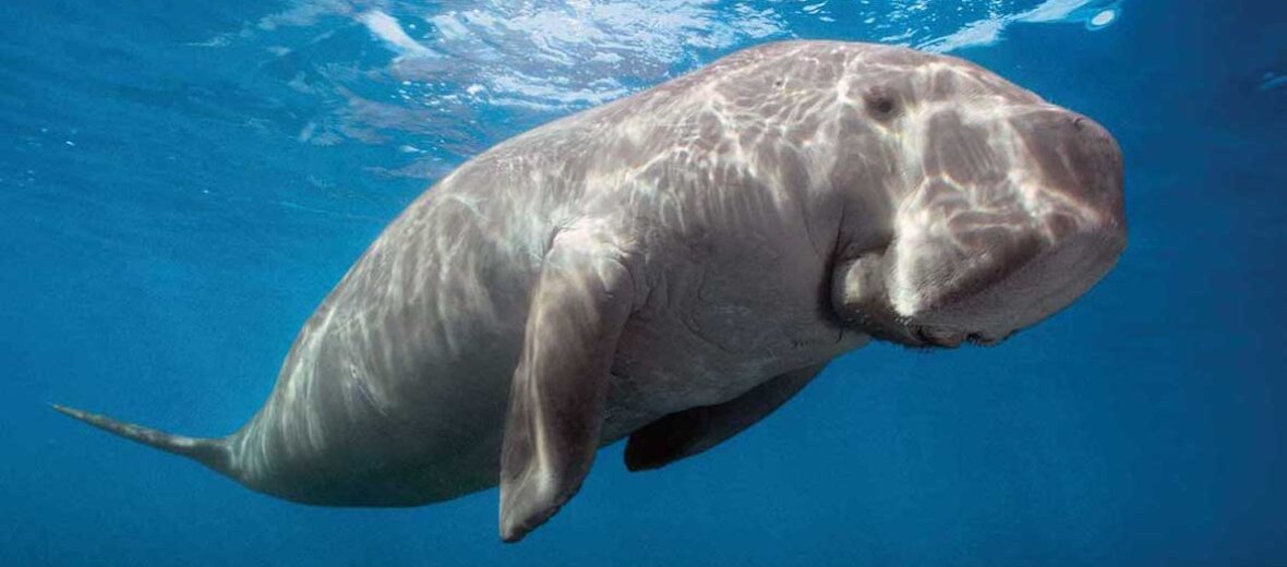 dugong, Critter Science