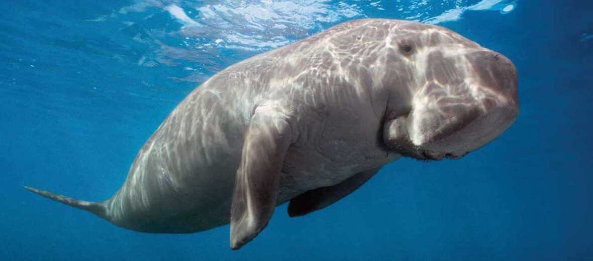 dugong