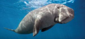 dugong