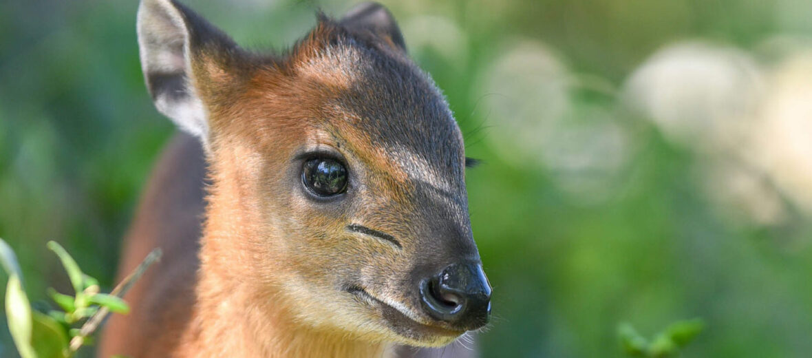 duiker