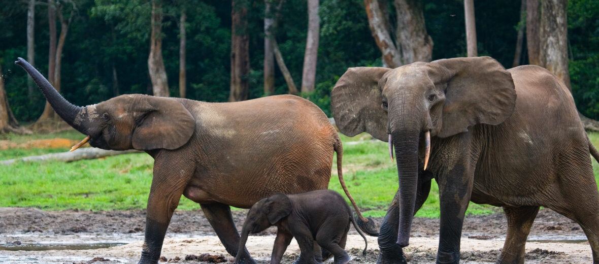 forest elephant