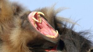 gelada