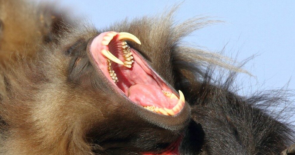 gelada baboon teeth