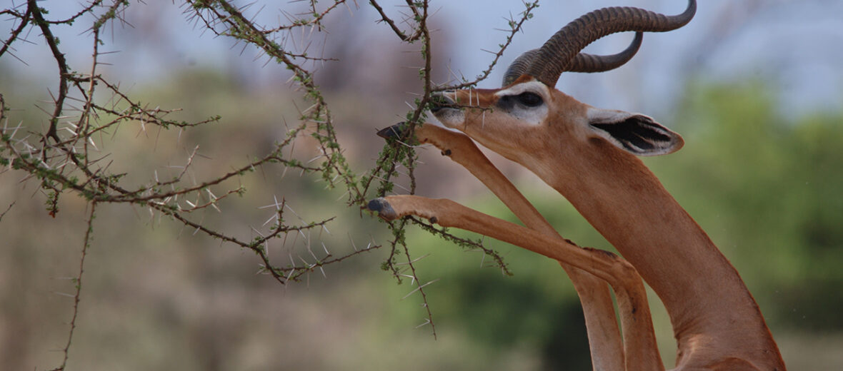 gerenuk