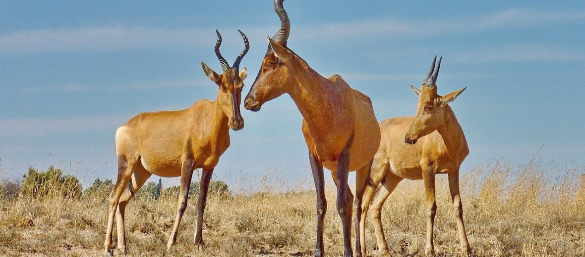 hartebeest