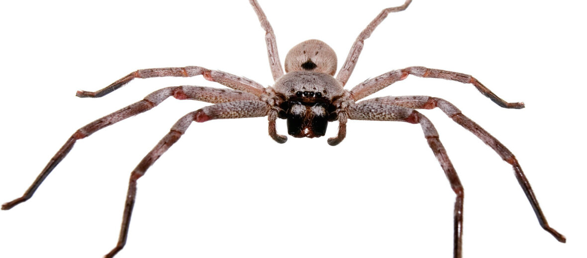 Giant huntsman spider: The largest spider by leg span