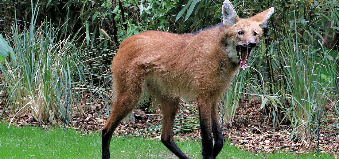 maned wolf