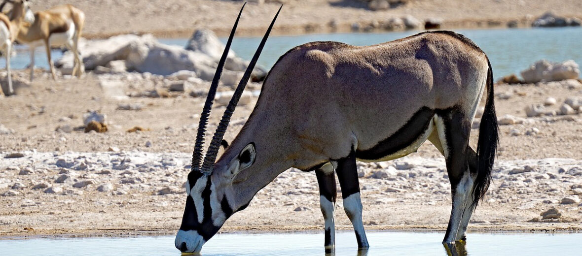 oryx, Critter Science