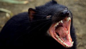 Tasmanian devil