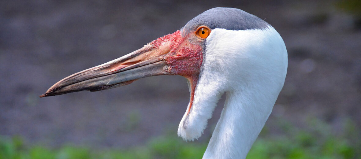 wattled crane