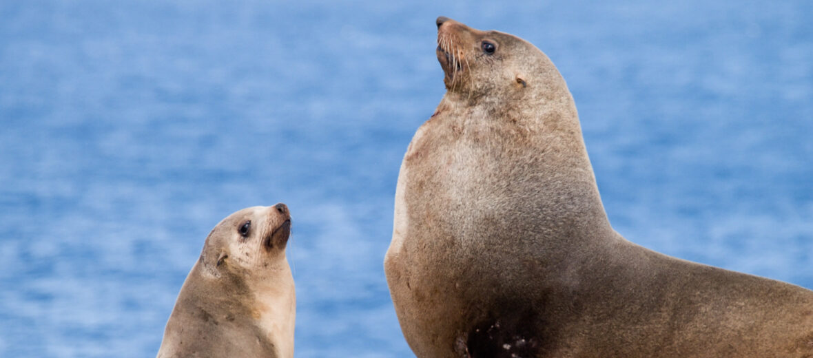 Australian fur seal, Critter Science