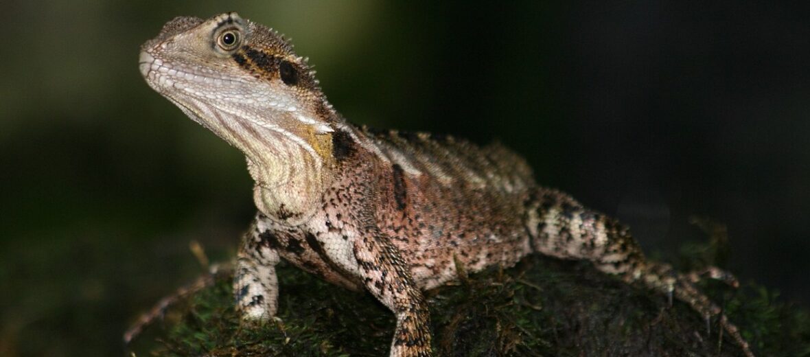 Australian water dragon