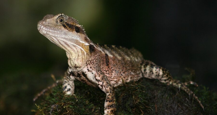 How To Train Your Australian Water Dragon 