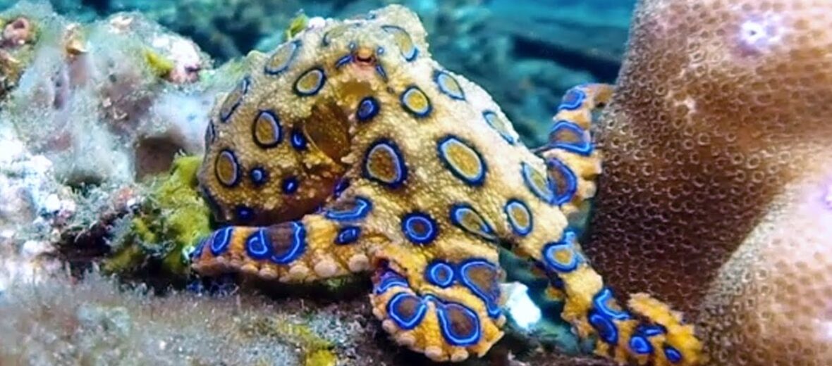 blue-ringed octopus