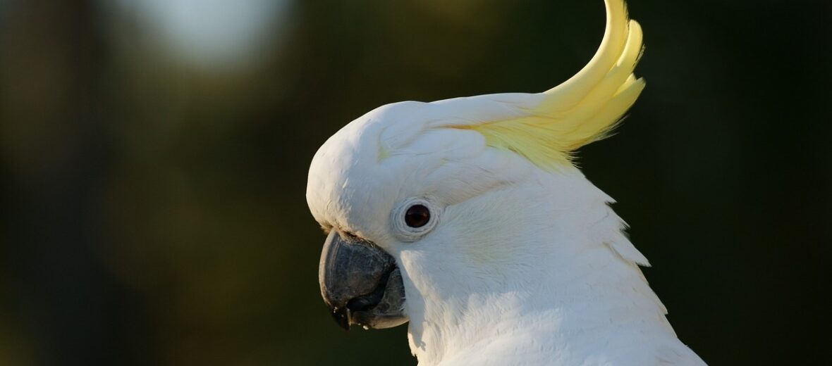 cockatoo, Critter Science