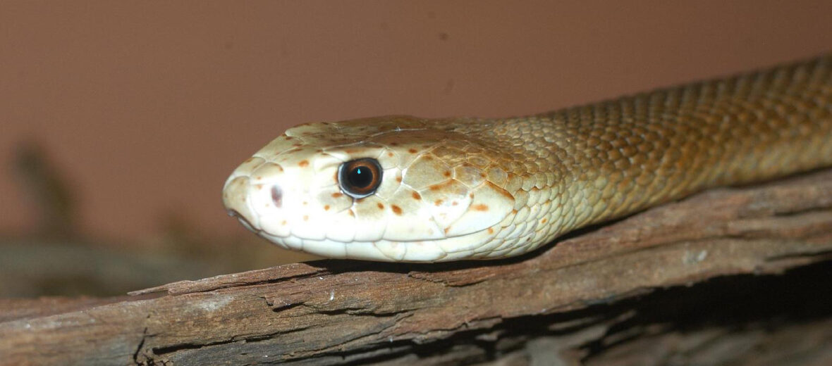 coastal taipan