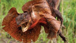 frill necked lizard