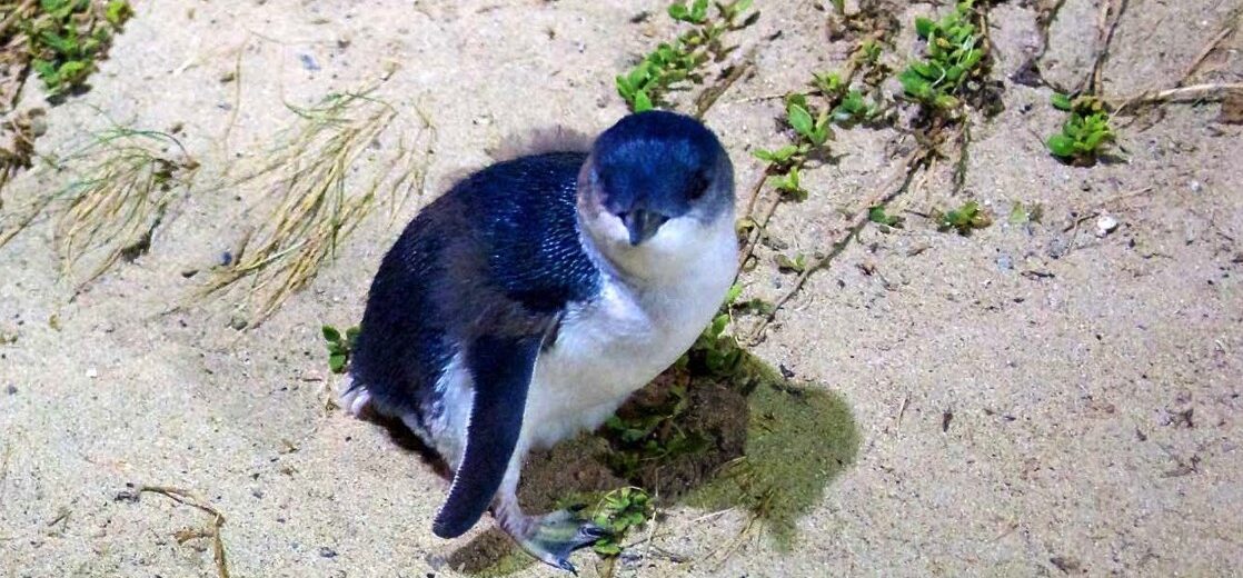 fairy penguin