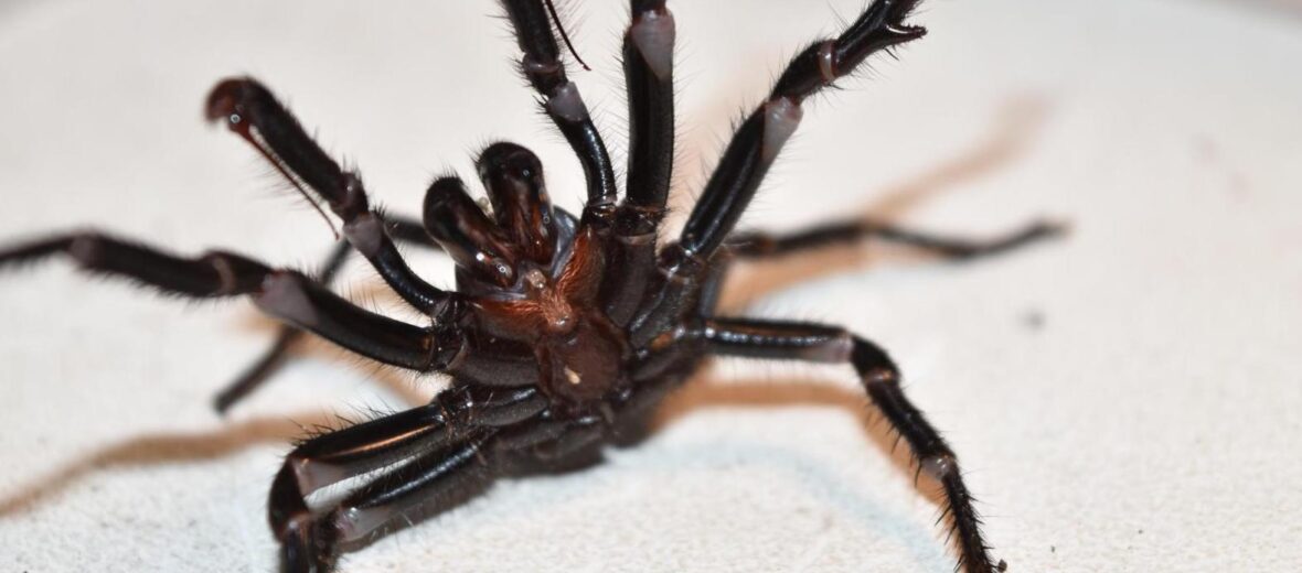 funnel-web spider