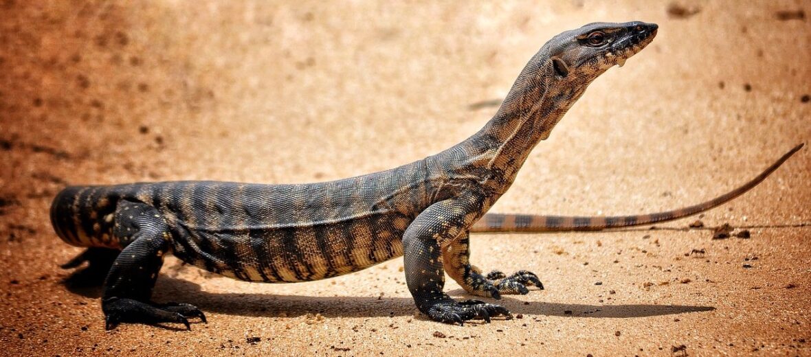 Goanna reptile sale