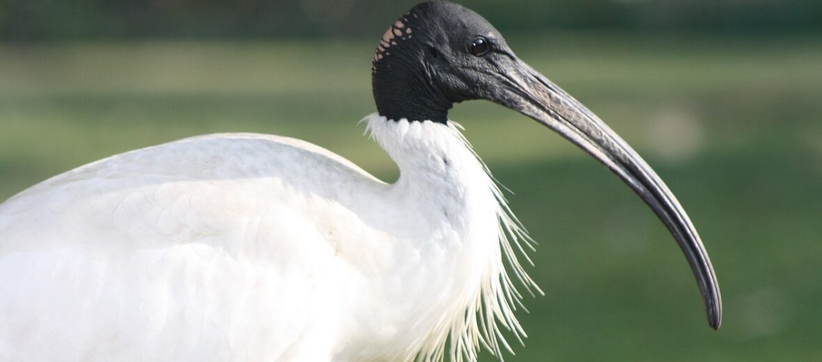 ibis