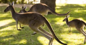 kangaroo
