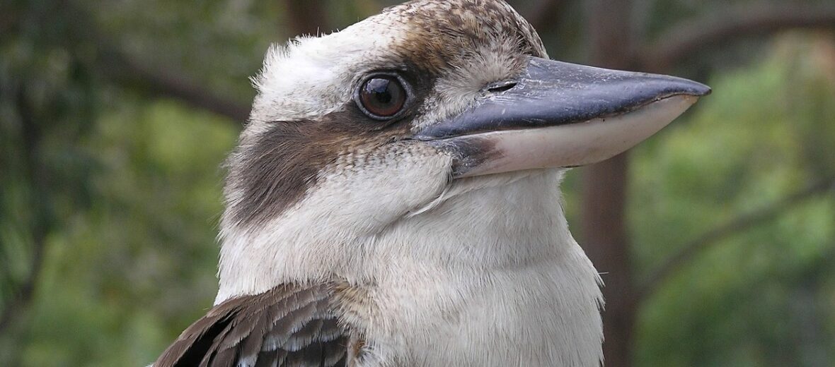 kookaburra