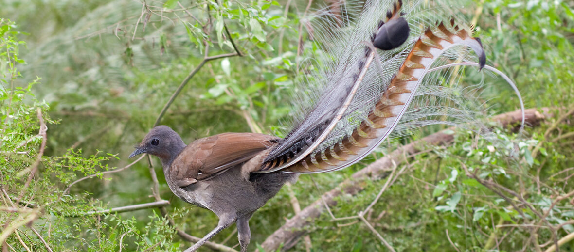 lyre bird