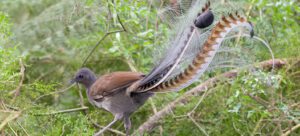 lyrebird