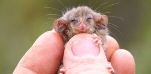 pygmy possum