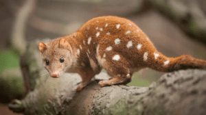 quoll