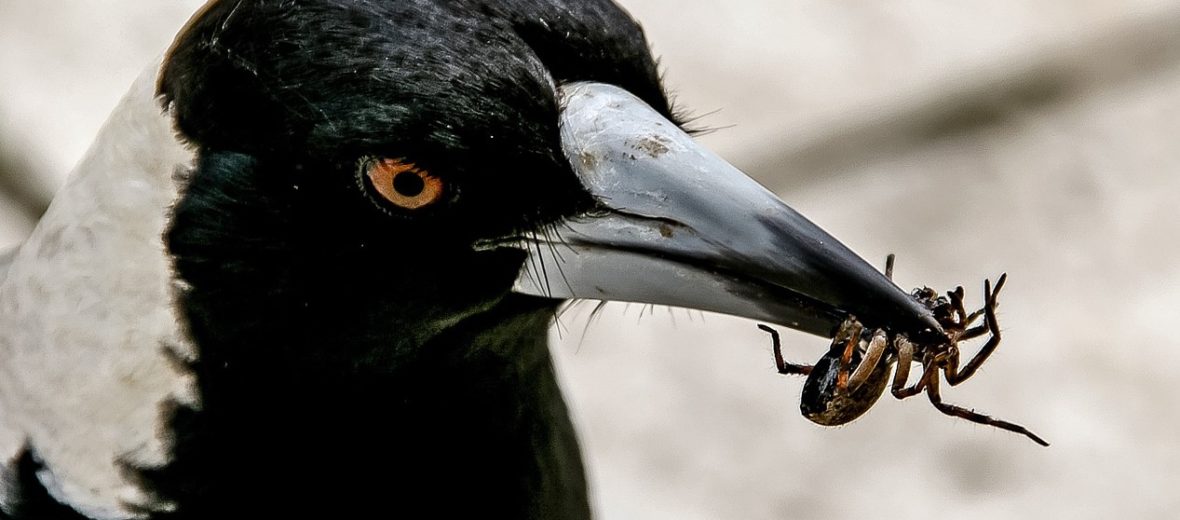 Australian magpie