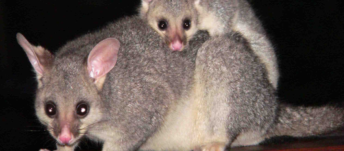 Australian possum