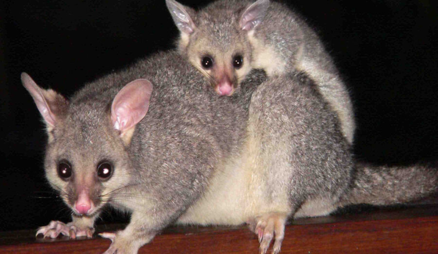 The Australian Possum – Critter Science