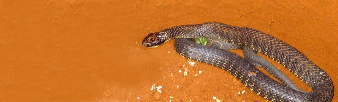 tiger snake