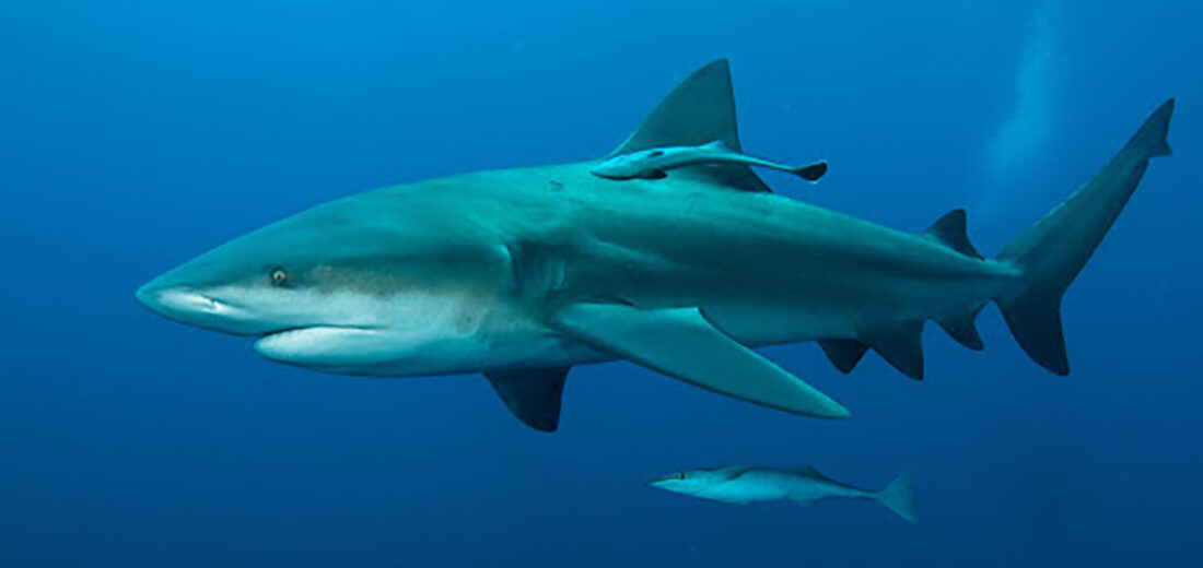 bull shark