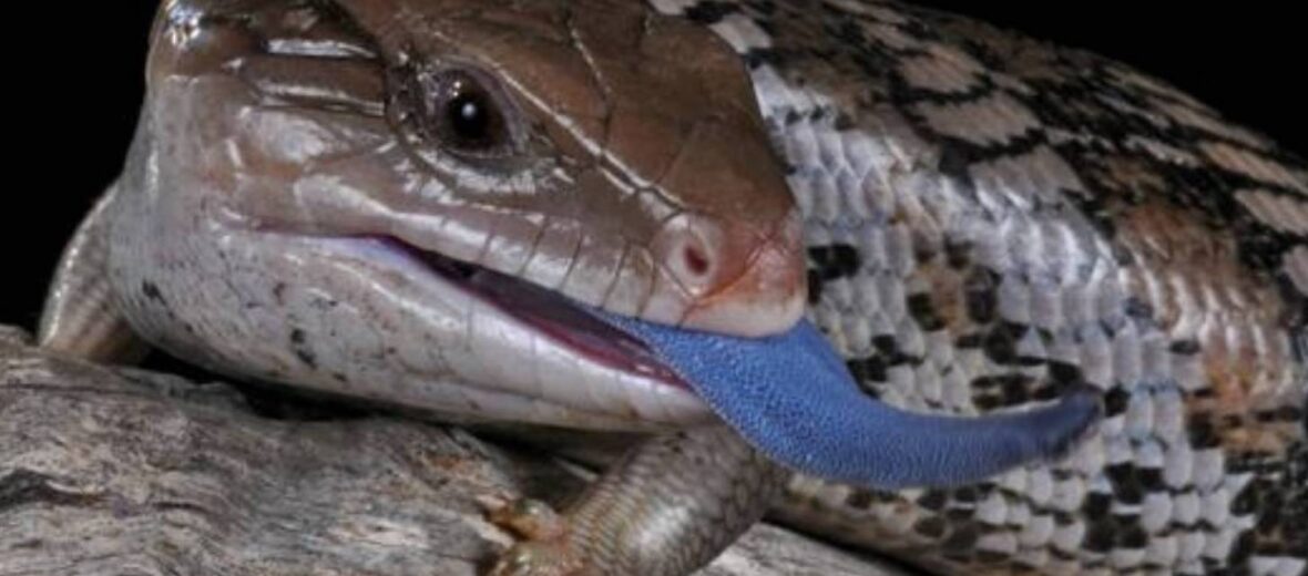 blue-tongue skink