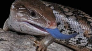 blue-tongue skink