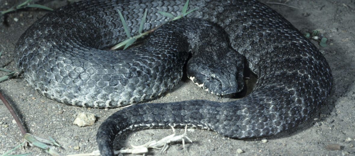 common death adder