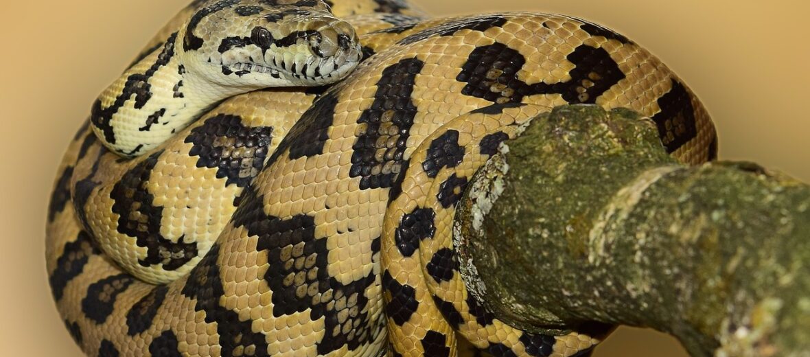 jungle carpet python