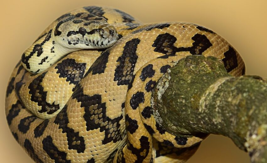jungle carpet python
