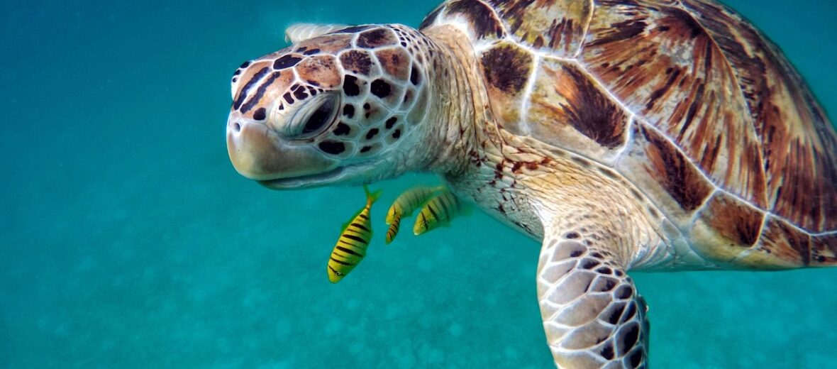 docile sea turtle