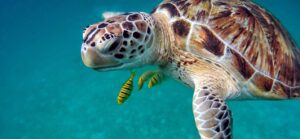 docile sea turtle