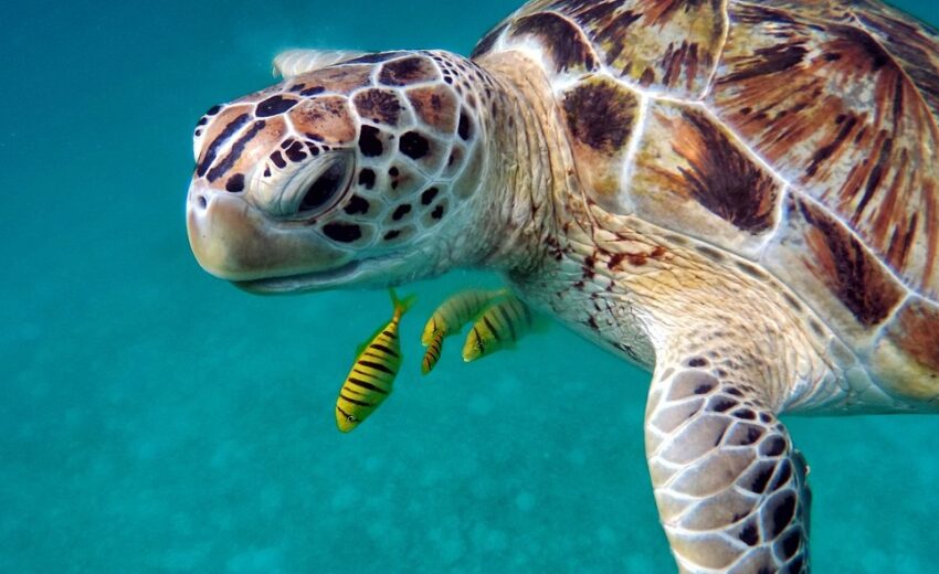 docile sea turtle