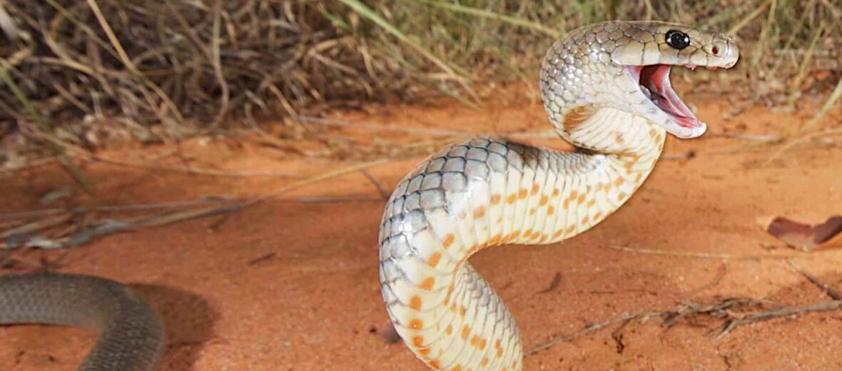 eastern brown snake