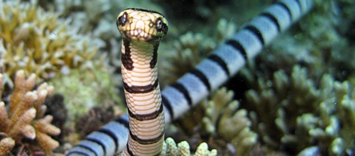 faint-banded (or Belcher's) sea snake, Critter Science