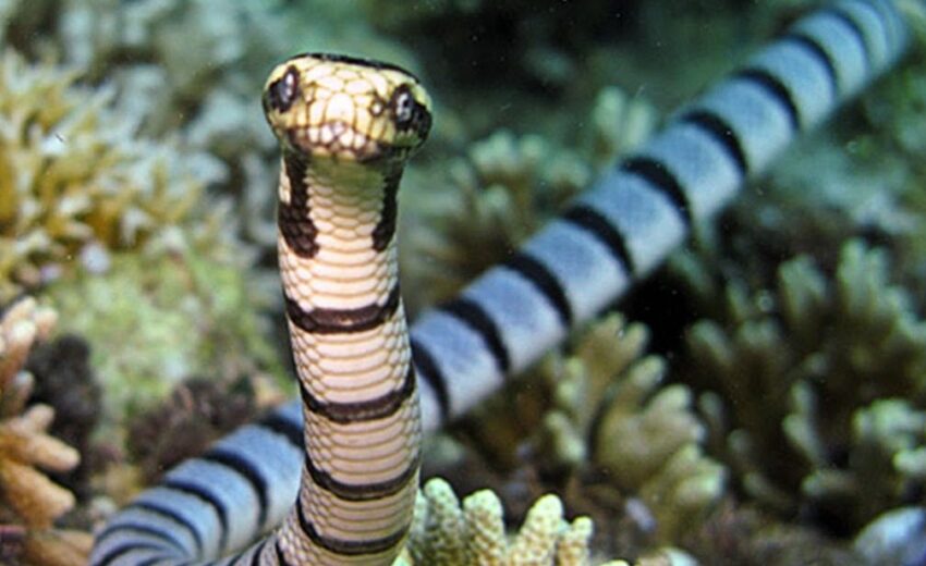faint-banded sea snake