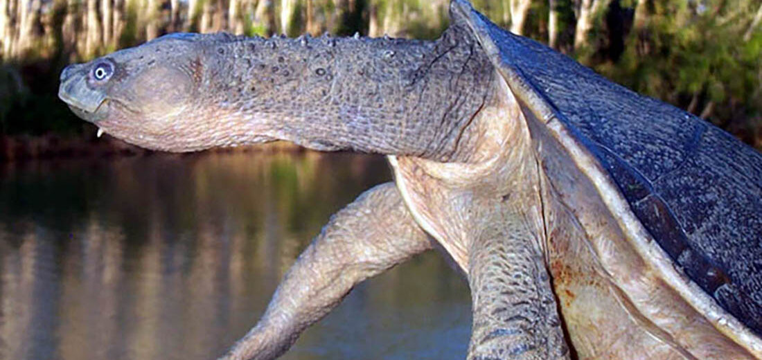 Fitzroy river turtle